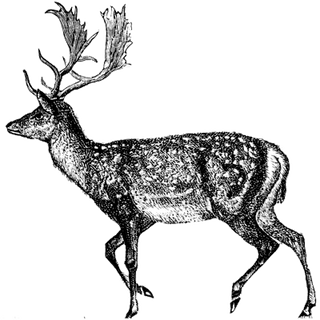 mokaj profile picture