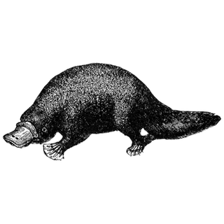 PikaShow APk profile picture