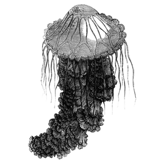 royalcrowm profile picture