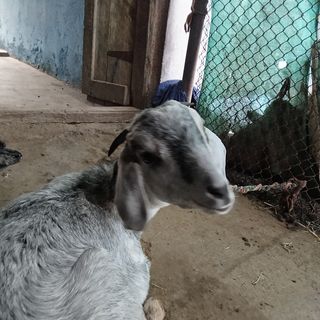 Pintu Sonawane profile picture