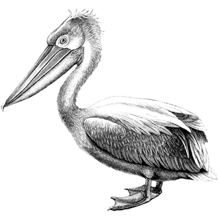 sVuennepDn profile picture