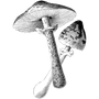 idm-crack-6-42-build-27-patch profile image