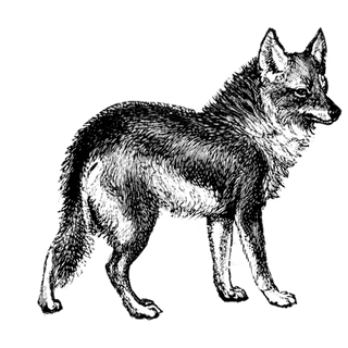CarriSorensen profile picture