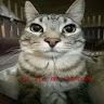 Isaac Fernando Gunsha Largo profile picture