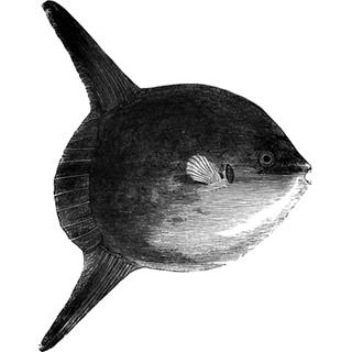 testj profile picture