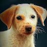 Shani Bhabor profile picture