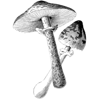 Dawnuglas profile picture