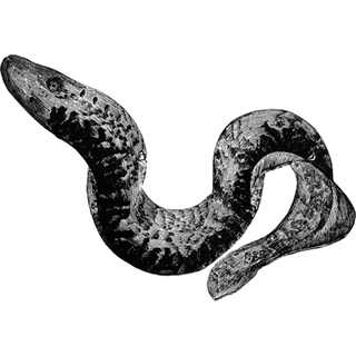 DumbleJum profile picture