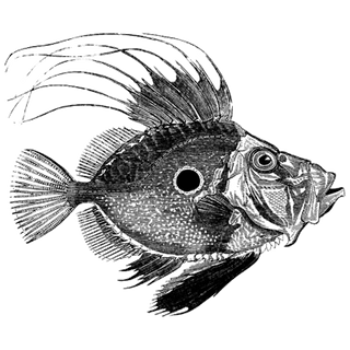 Yosej profile picture