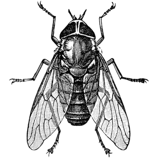 Angelaed profile picture