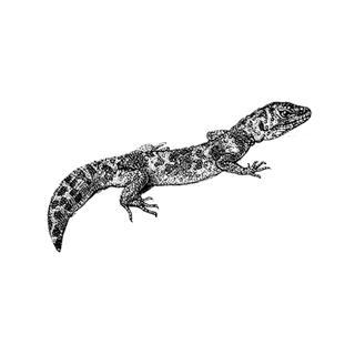 toripialiw profile picture