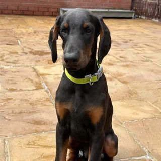 Dog for Sale profile picture
