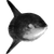 pollitt profile image