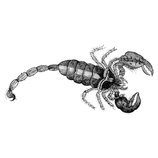 Sp5der Shirts profile picture