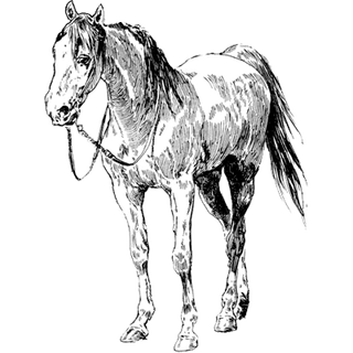 Rocky profile picture