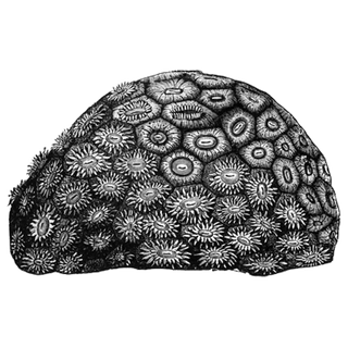 Chrome Hearts  profile picture