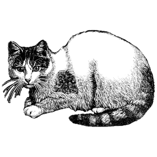 SemiColonAbuser profile picture