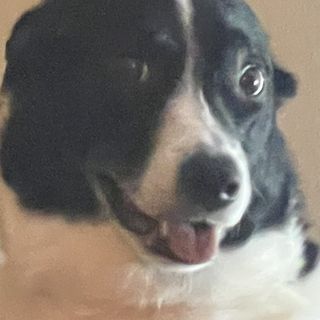 Palmer profile picture