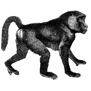 Syna World Sweatpants profile picture