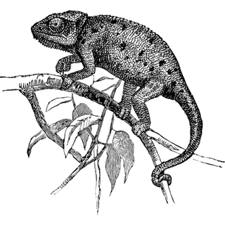 VEZCjJfel profile picture