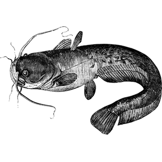 tiktokkio profile picture