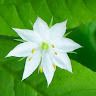 Star flower profile picture