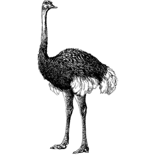 Vwoollo profile picture