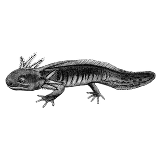 givanagatu profile picture