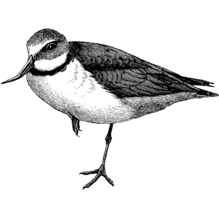 skeincornflower profile picture