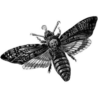 Sarah profile picture